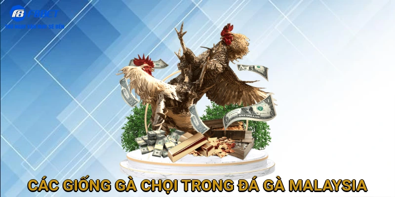 Các Giống Gà Chọi Phổ Biến Trong Đá Gà Malaysia
